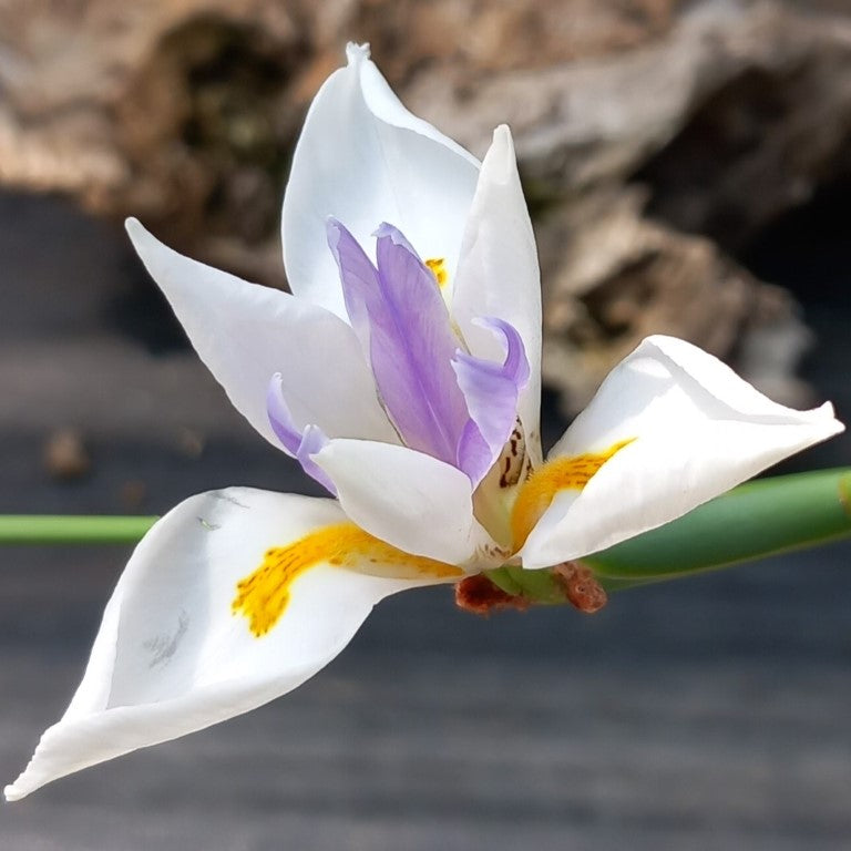 Dietes grandiflora