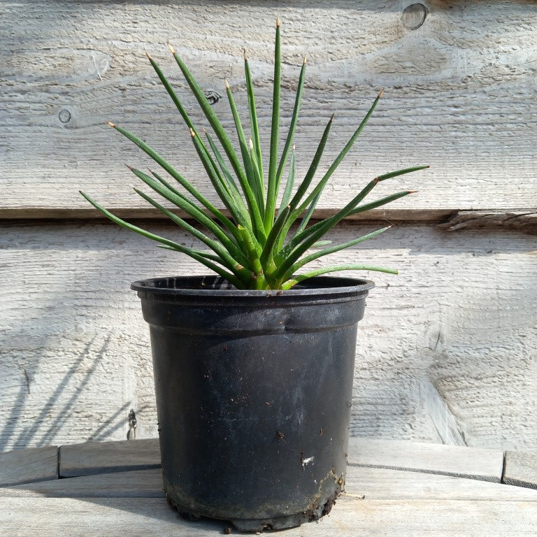 Agave albopilosa