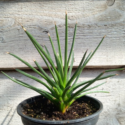 Agave albopilosa