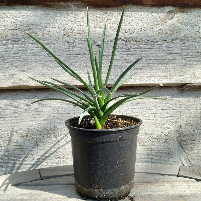 Agave albopilosa