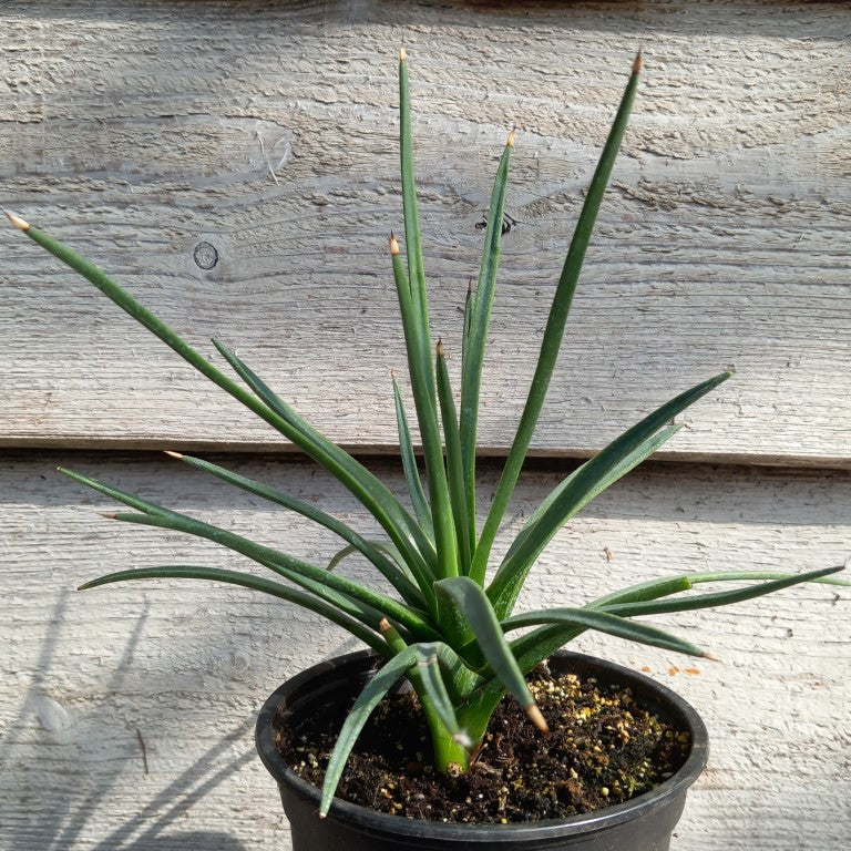 Agave albopilosa