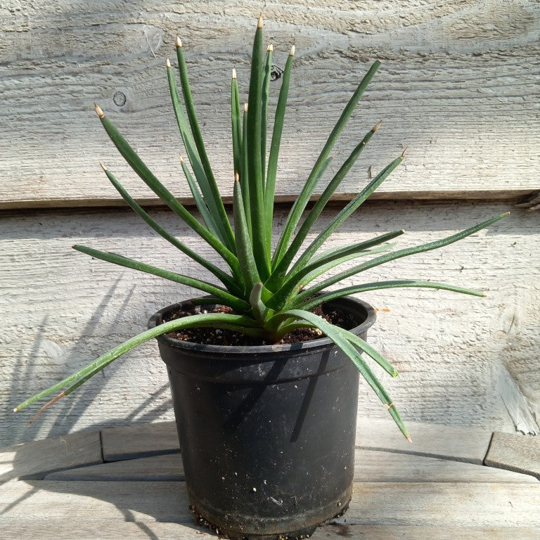 Agave albopilosa