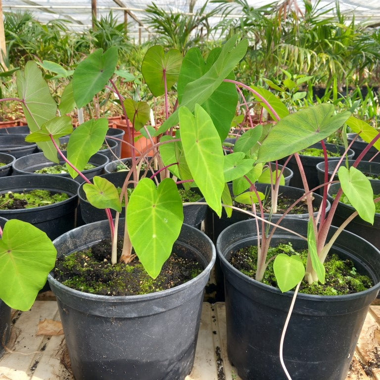 Colocasia esculenta "Pink China"