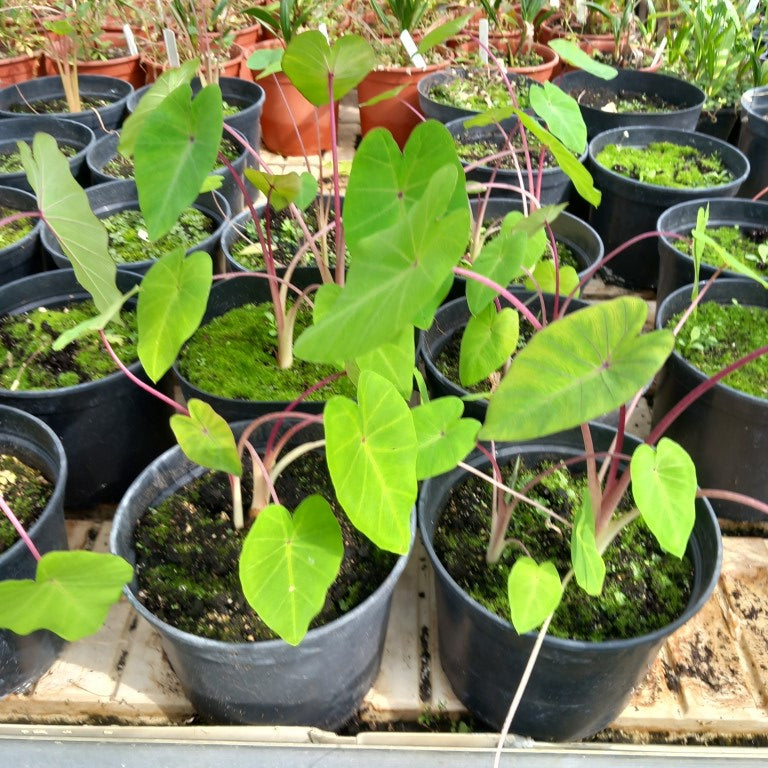 Colocasia esculenta "Pink China"