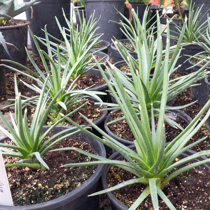 Agave albopilosa