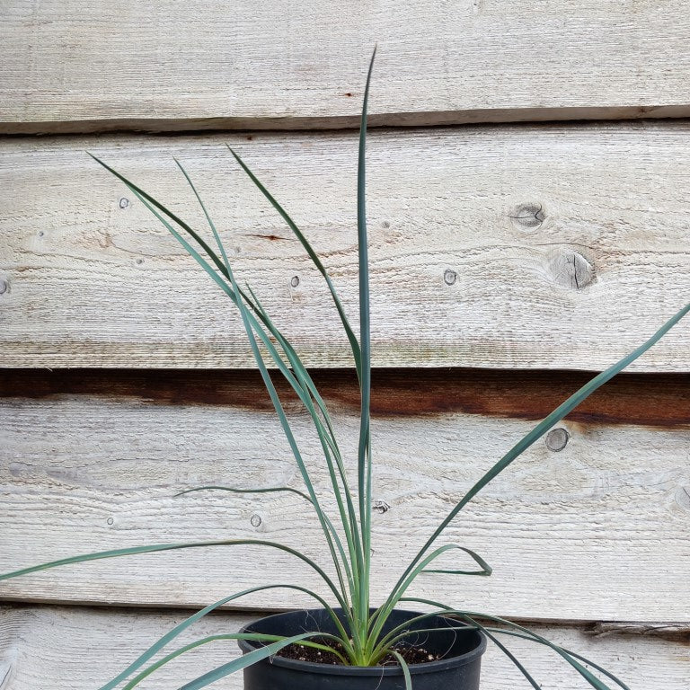 Yucca hybrid: (flaccida bright edge x glauca) x glauca grandis