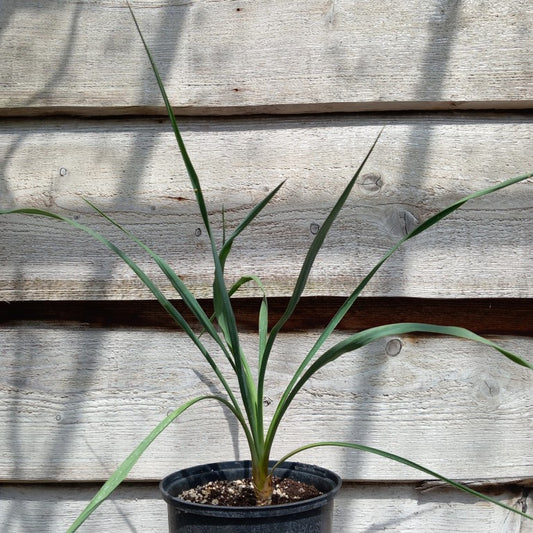 Yucca hybrid: (filamentosa x flaccida) x piedras negras