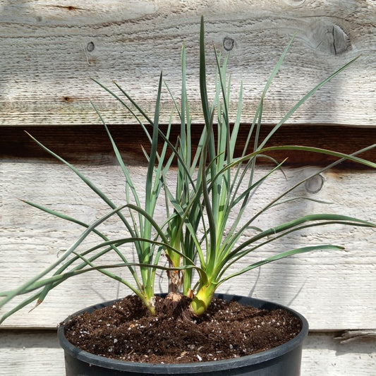Yucca hybrid: (glauca x flaccida) x glauca grandis