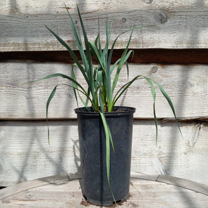 Yucca hybrid: (pallida x fil/flac) x pallida