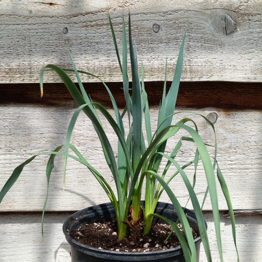 Yucca hybrid: (pallida x fil/flac) x pallida