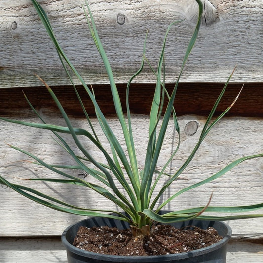 Yucca hybrid: (glauca x recurvifolia) x thompsoniana green