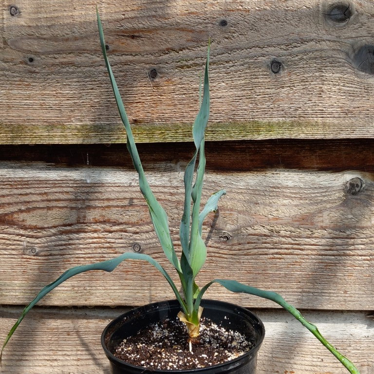 Yucca hybrid: (pallida x filamentosa/flaccida) x pallida