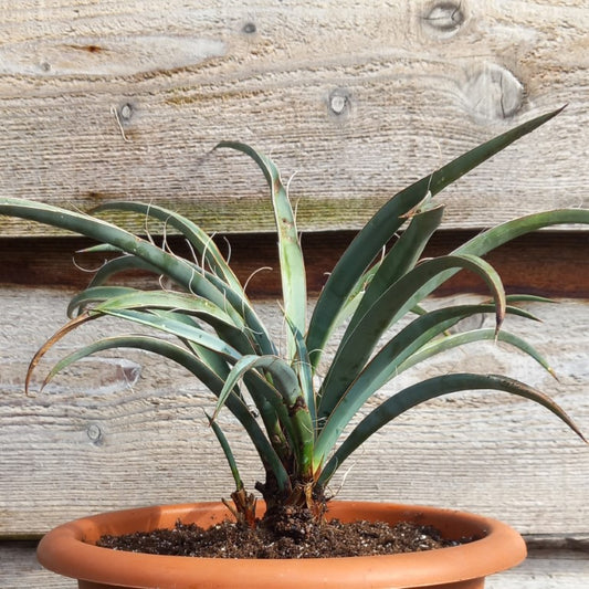 Yucca baccata, 3 stems,  diam. 45 cm, pot diam. 26 cm (SH02)