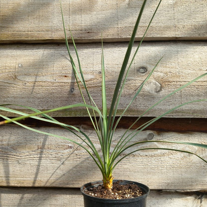 Yucca hybrid reverchonii x (filamentosa. x glauca)