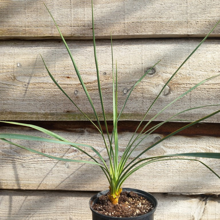 Yucca reverchonii x (filamentosa. x glauca)