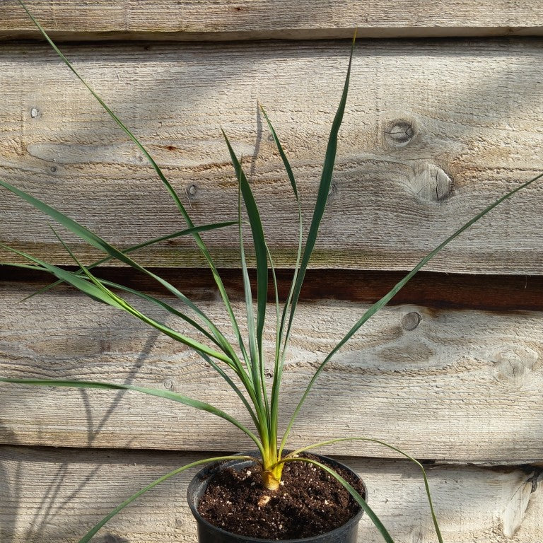 Yucca hybrid: fil/flac x piedras negras