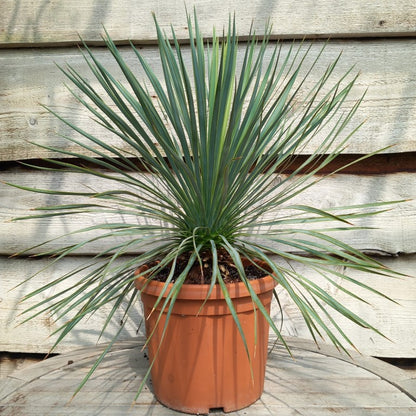 Yucca rostrata