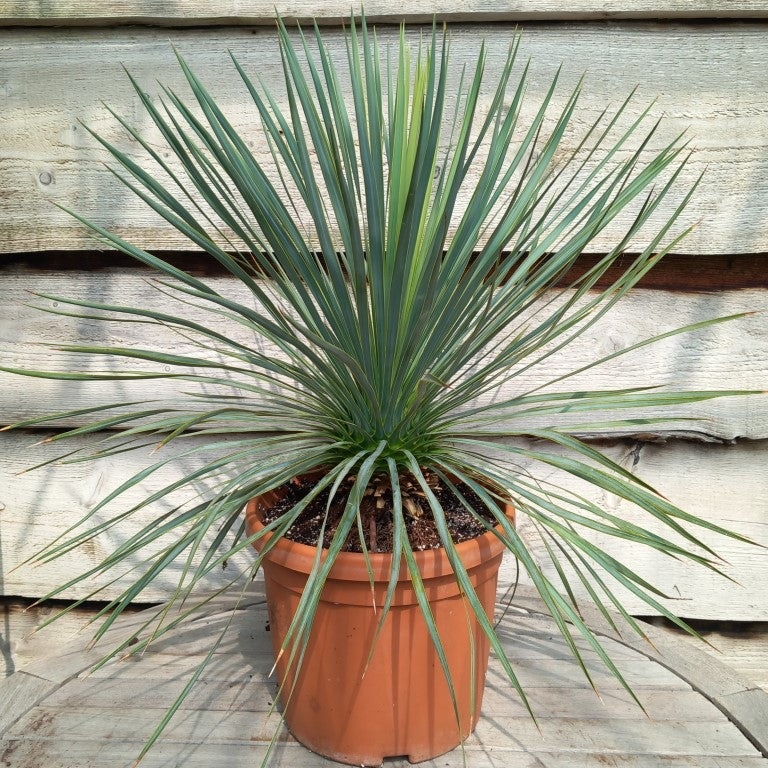 Yucca rostrata