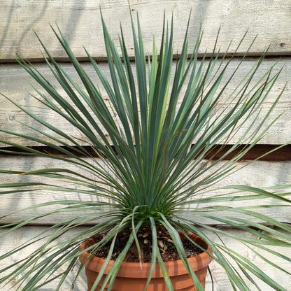 Yucca rostrata