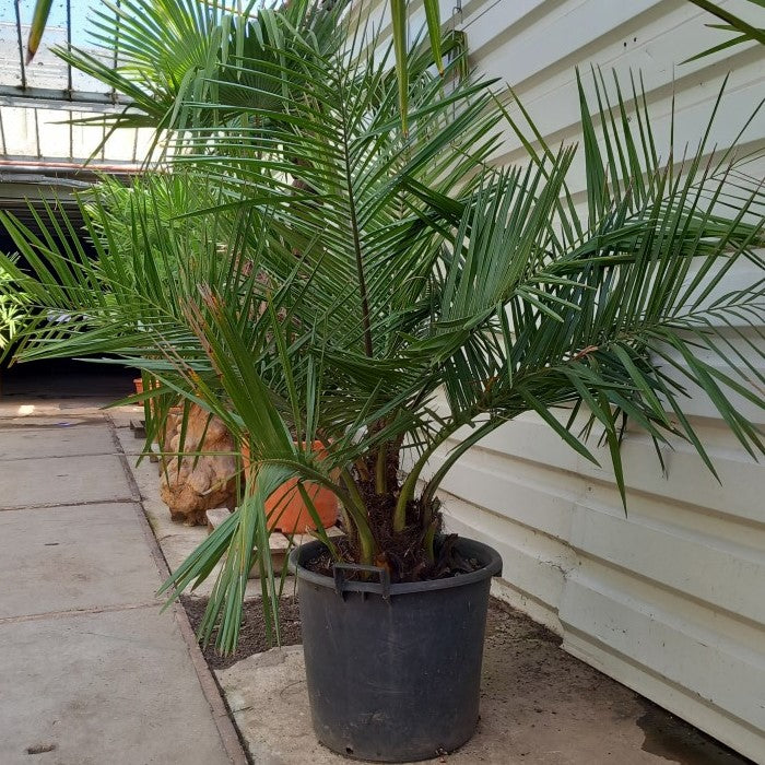 Jubaea chilensis, stem/plant/total 35/130/165 cm (No 1)