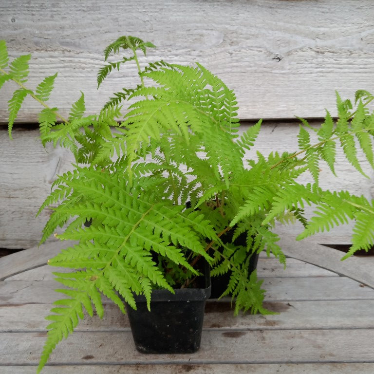 Cyathea milnei