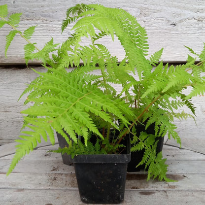 Cyathea milnei