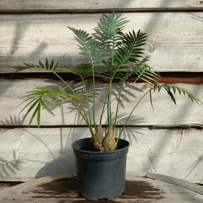 Dioon spinulosum double