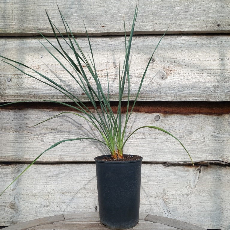 Yucca hybrid: ((filamentosa/flaccida) x rostrata) x glauca stricta