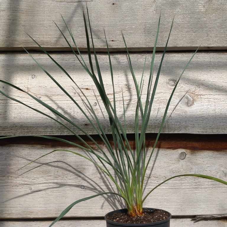 Yucca hybrid: ((filamentosa/flaccida) x rostrata) x glauca stricta