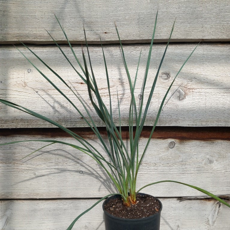 Yucca hybrid: ((filamentosa/flaccida) x rostrata) x glauca stricta