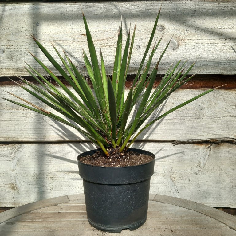 Yucca filifera