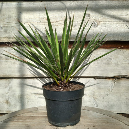 Yucca filifera