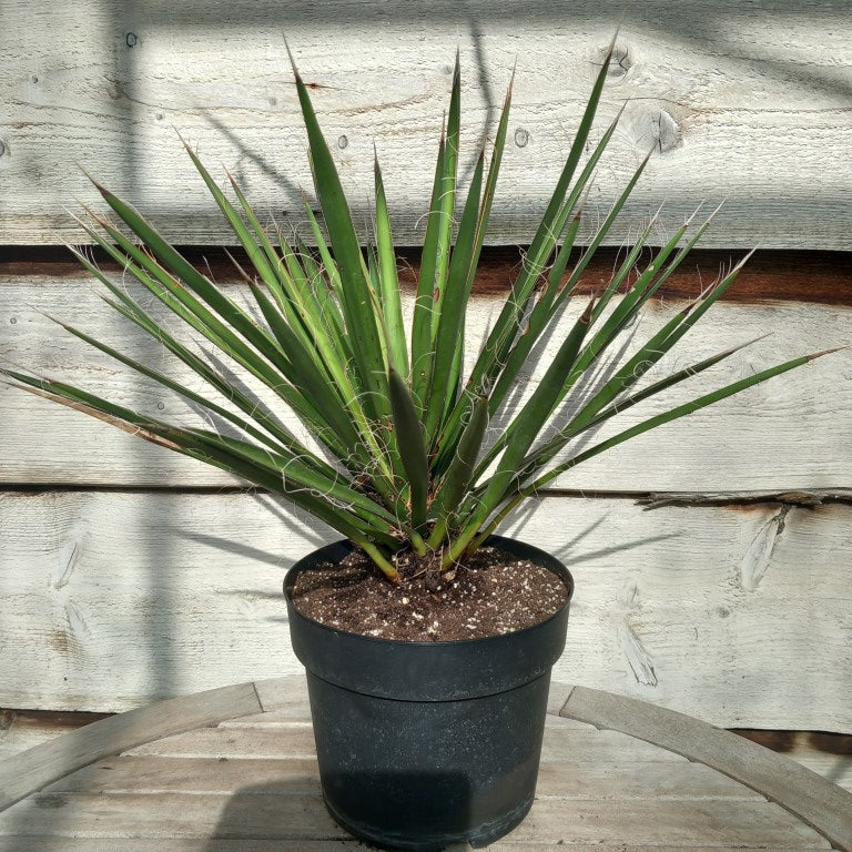 Yucca filifera