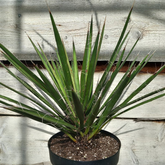 Yucca filifera