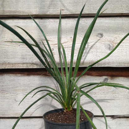 Yucca filifera