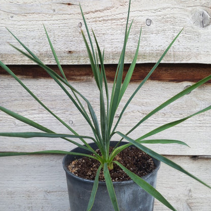 Yucca (filamentosa x gloriosa) x thompsoniana