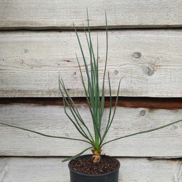 Yucca hybrid: (neomexicana x recurvifolia)