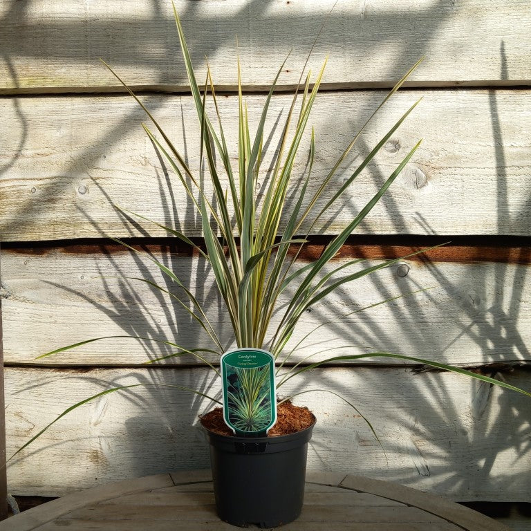 Cordyline australis 'Torbay dazzler'