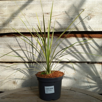 Cordyline australis 'Lime passion'