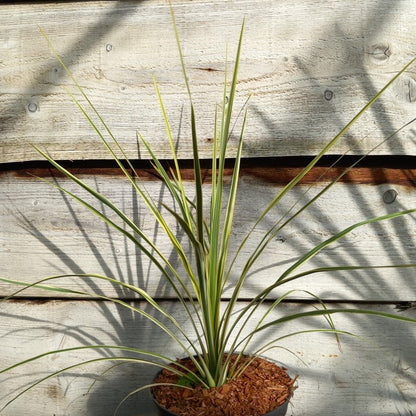 Cordyline australis 'Lime passion'