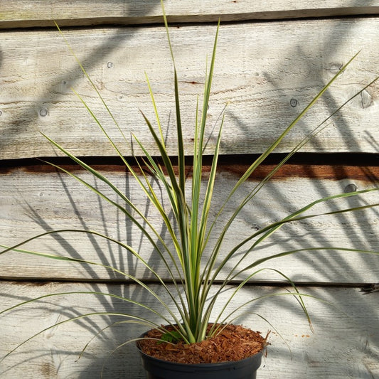 Cordyline australis 'Lime passion'