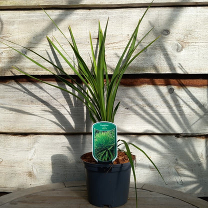 Cordyline australis 'Peko'