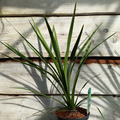 Cordyline australis 'Peko'