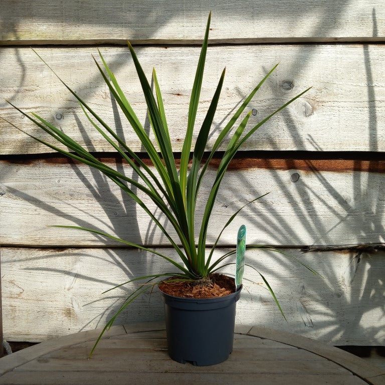 Cordyline australis 'Peko'