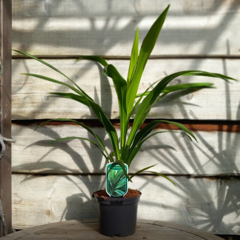 Cordyline australis 'Emerald star'