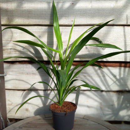 Cordyline australis 'Emerald star'