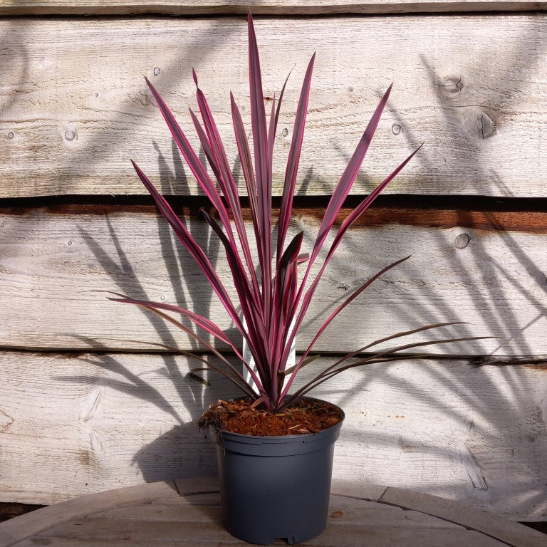 Cordyline australis 'Paso doble'