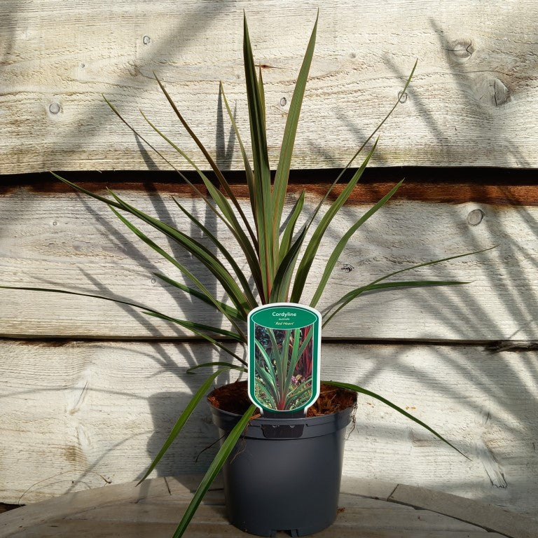 Cordyline australis 'Red heart'