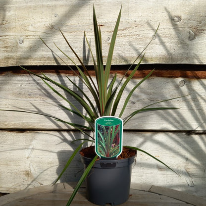 Cordyline australis 'Red heart'