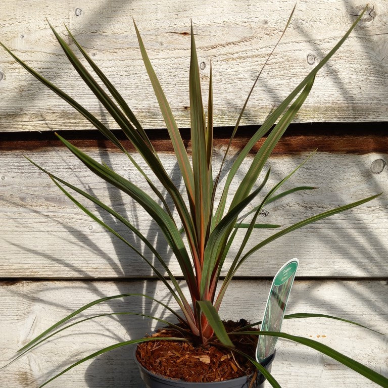 Cordyline australis 'Red heart'